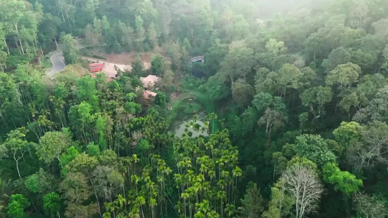 Drone view over areca palms and tall shade trees in a soft haze, the estate's clay-tiled cottages and pond in a clearing beyond