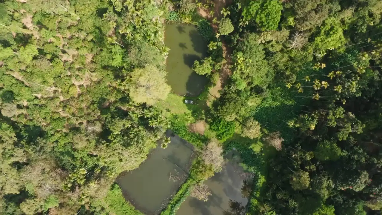 Top-down drone view of irrigation ponds among the trees on the estate