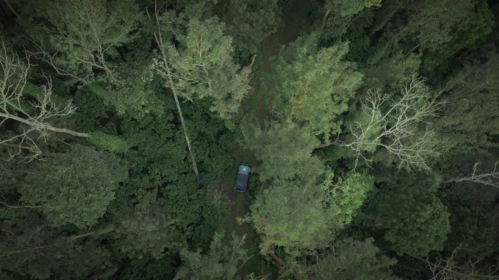 Looking straight down through tall shade trees at the estate jeep on a grassy track in South Coorg