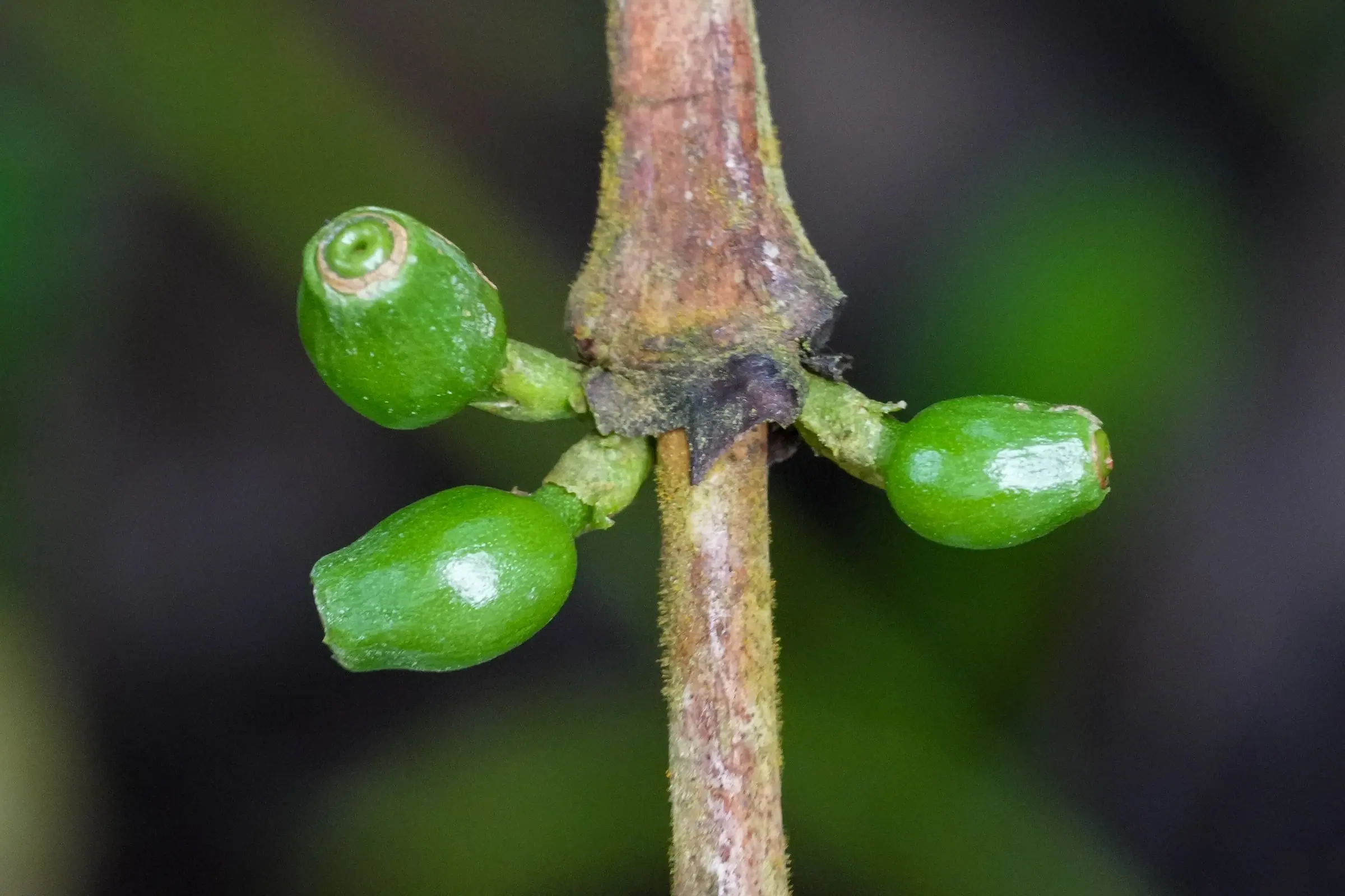 Young green coffee berries on a Robusta branch in Coorg