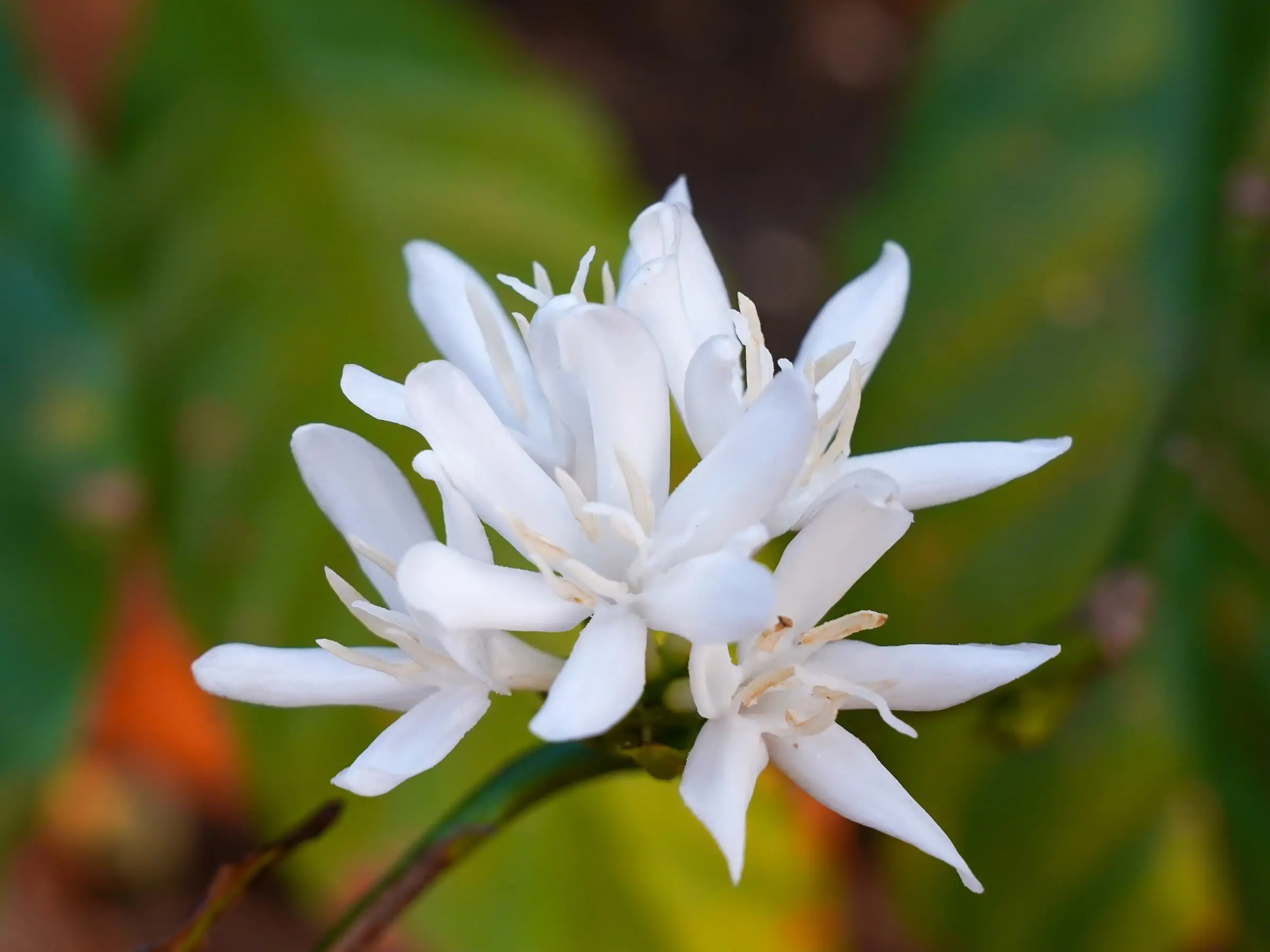 A single cluster of white coffee blossom, close up