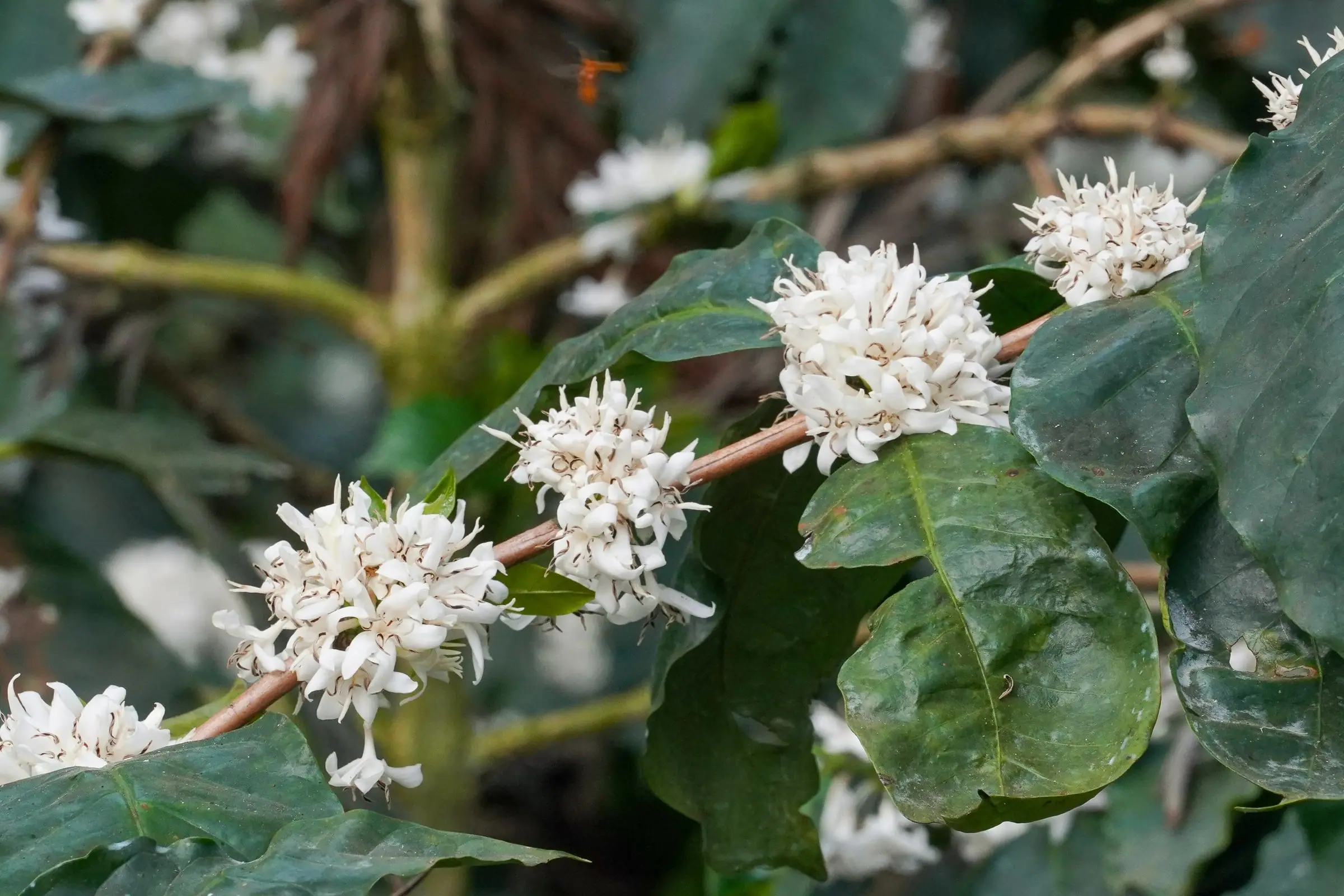 Clusters of white coffee blossom along a branch in Coorg (photo: T. A. Gonsalves, CC BY-SA 4.0)