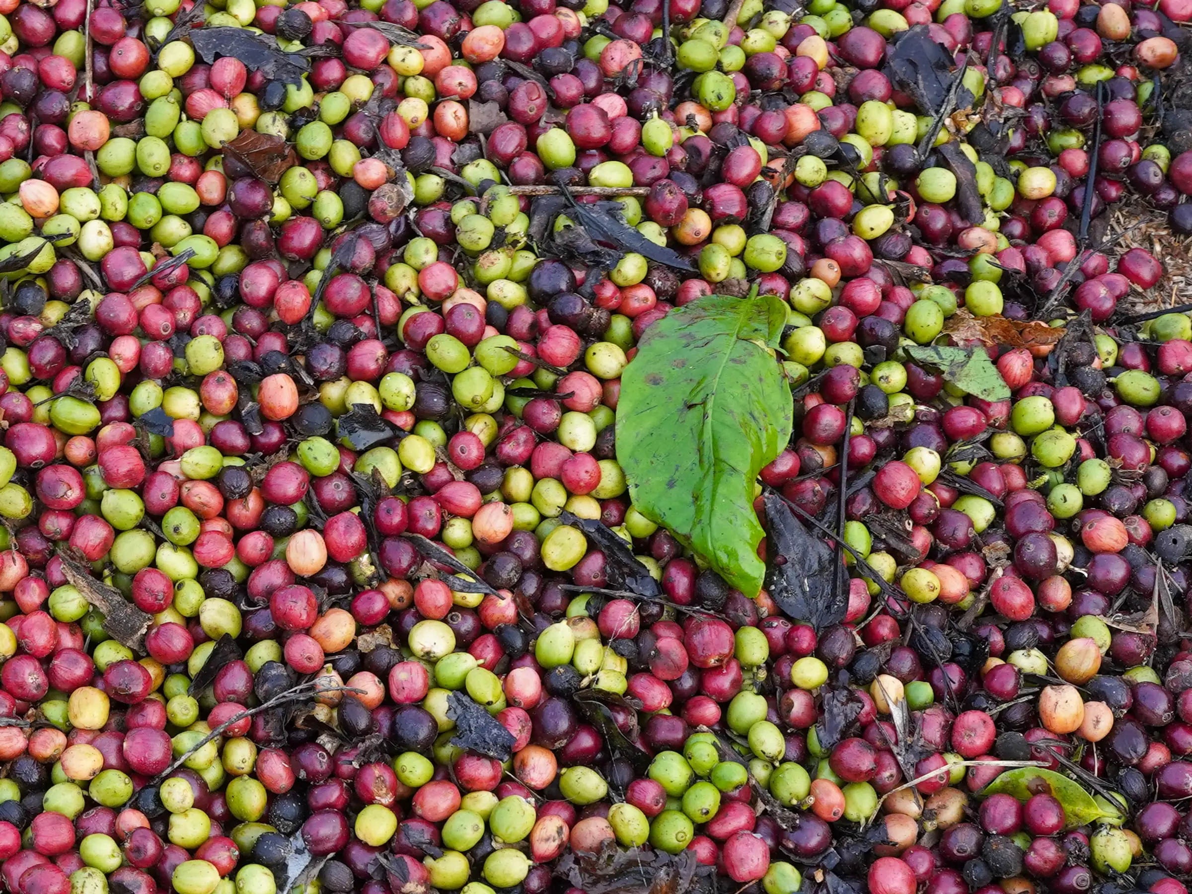 Coffee cherries spread out to dry in the sun, Balamuri, Coorg