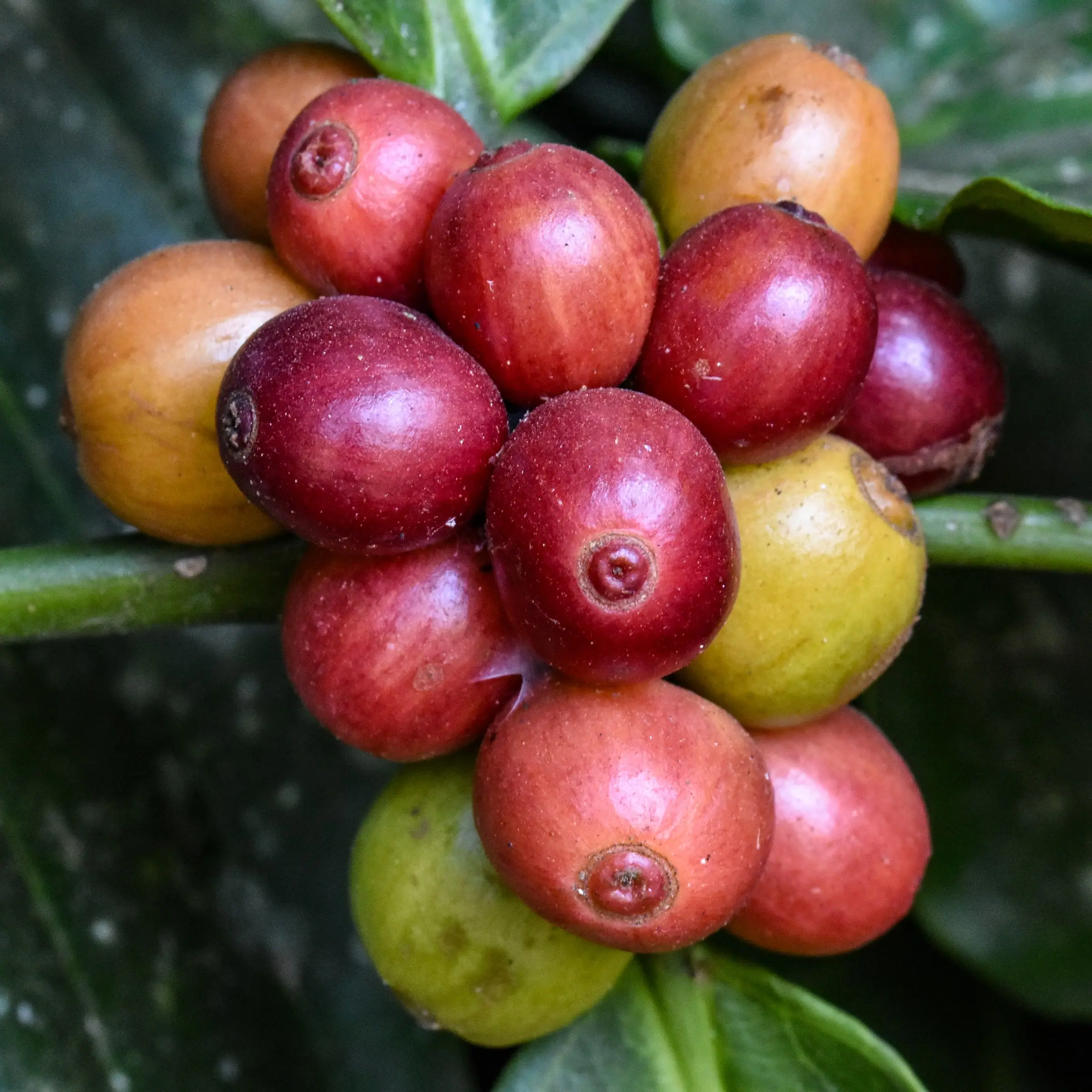Ripe red coffee cherries on the branch