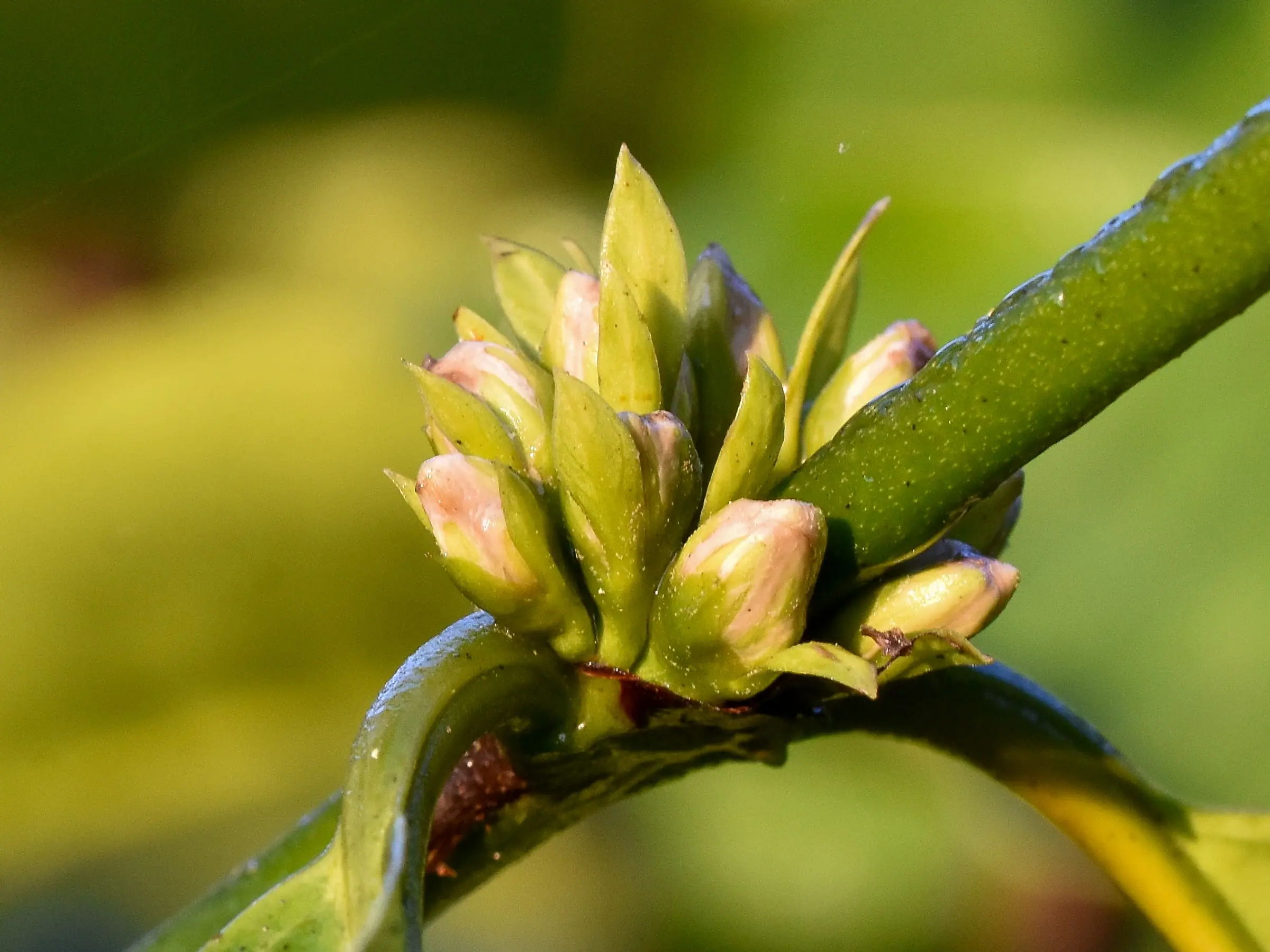 Coffee flower buds about to open on a branch in Coorg