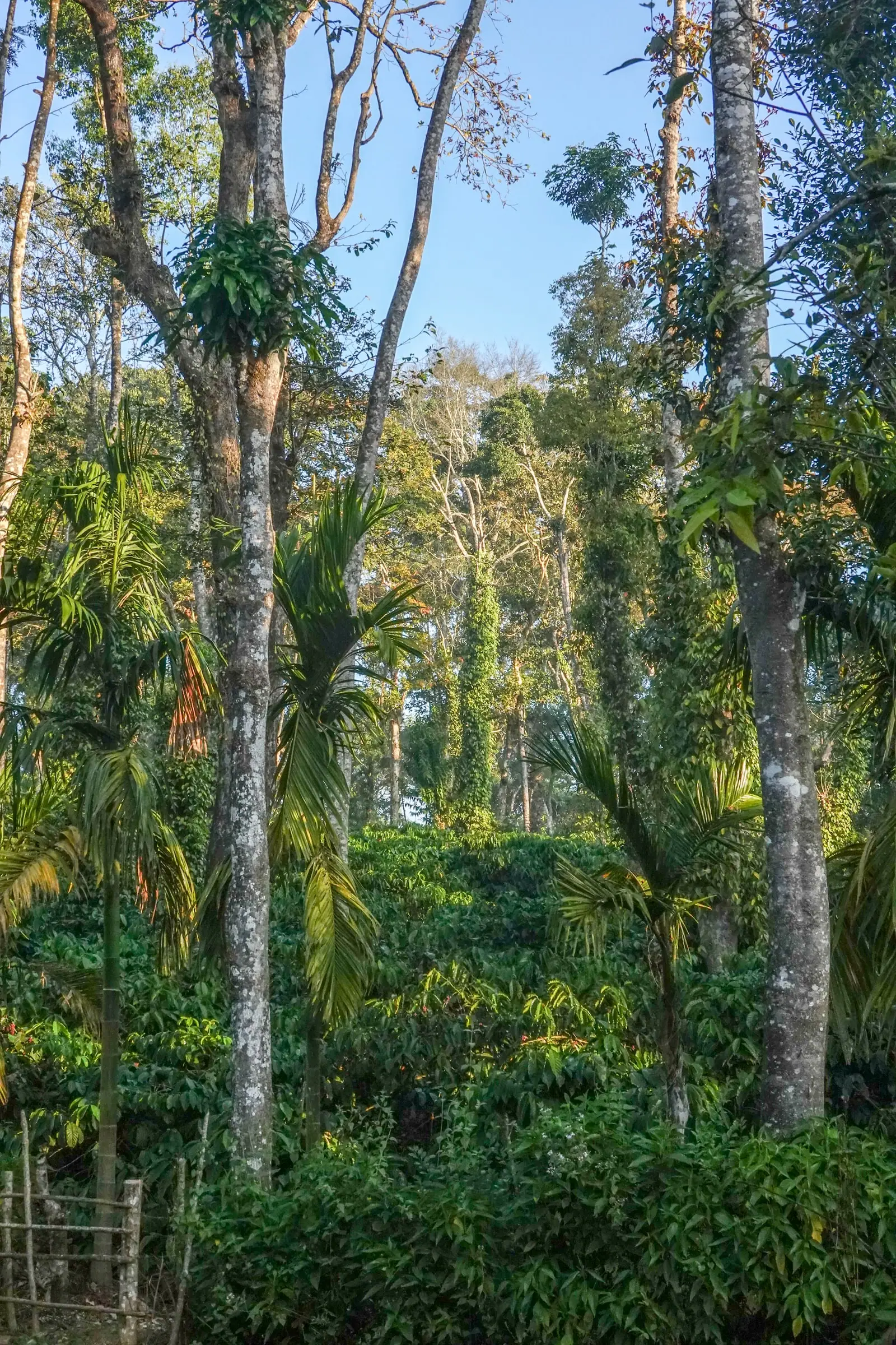 Robusta coffee growing under tall shade trees wrapped in pepper vines, Balamuri, Coorg (photo: T. A. Gonsalves, CC BY-SA 4.0)