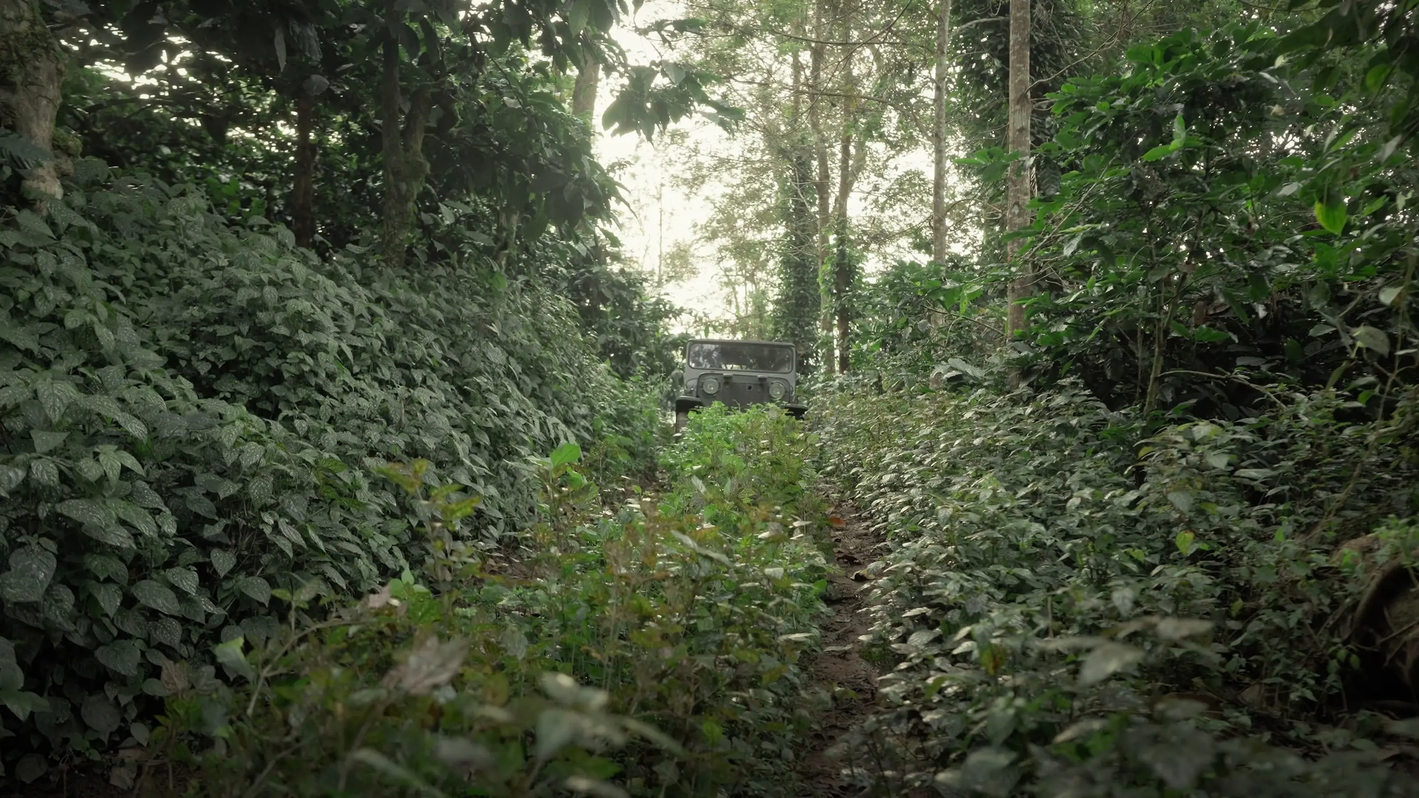 A grassy estate track running between coffee bushes under tall shade trees