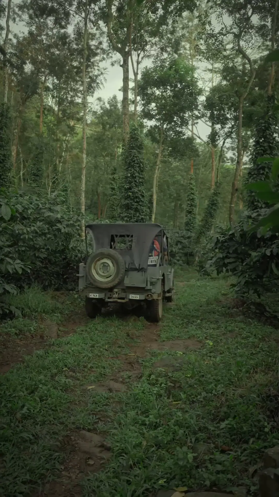 A grassy track through the coffee under tall shade trees wrapped in pepper vines, the jeep small in the distance