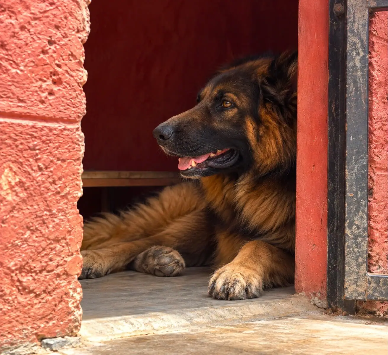 Cooper, the hosts' German Shepherd, lying in a laterite doorway