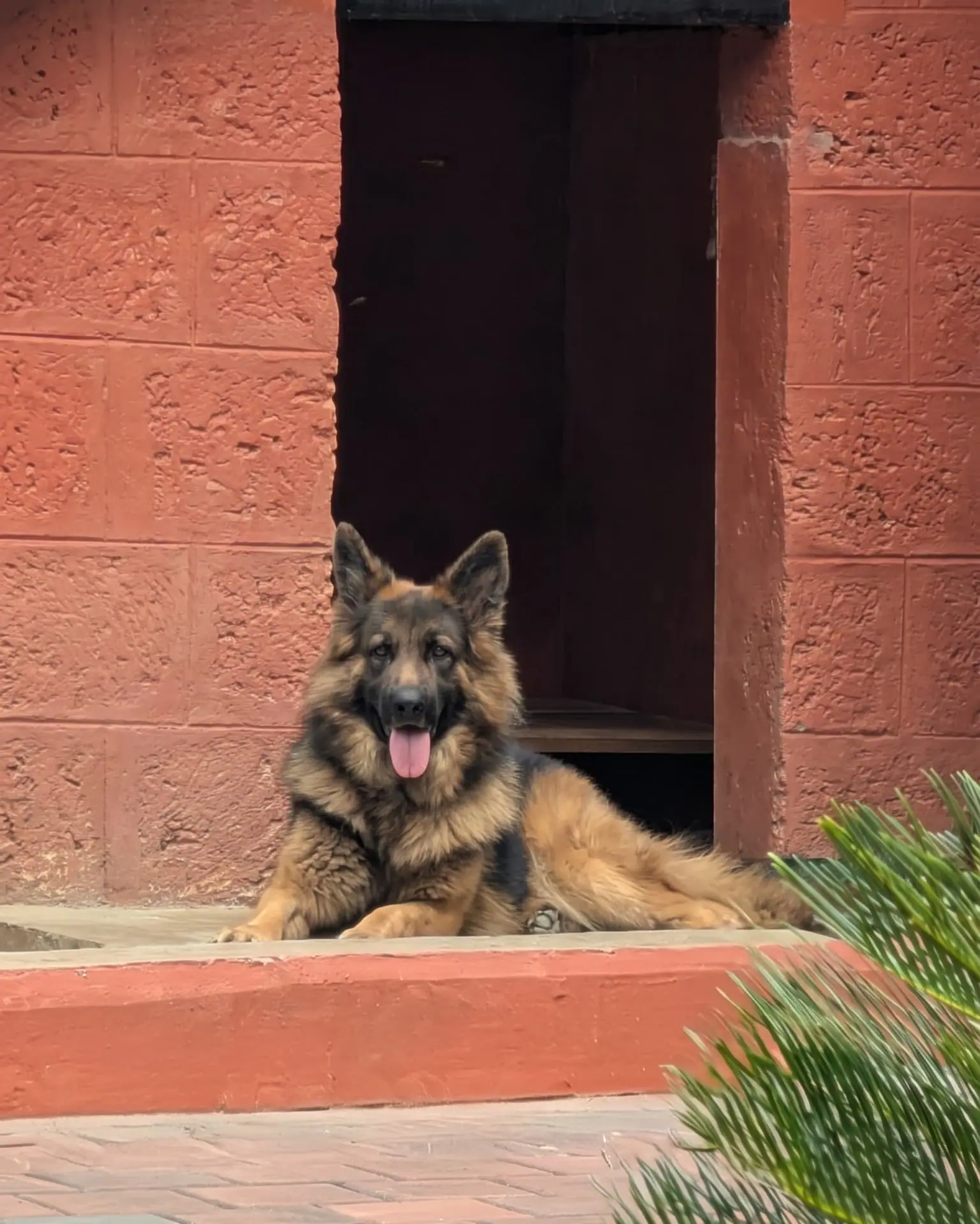 Cooper lying in front of his red kennel, tongue out