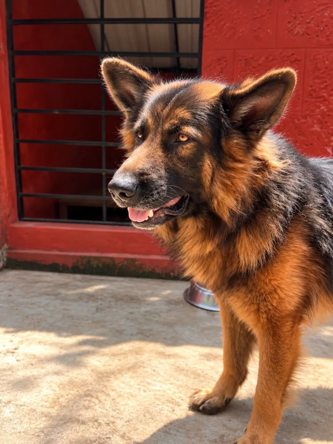 Cooper, the hosts' German Shepherd, standing in the sun in front of a red laterite wall