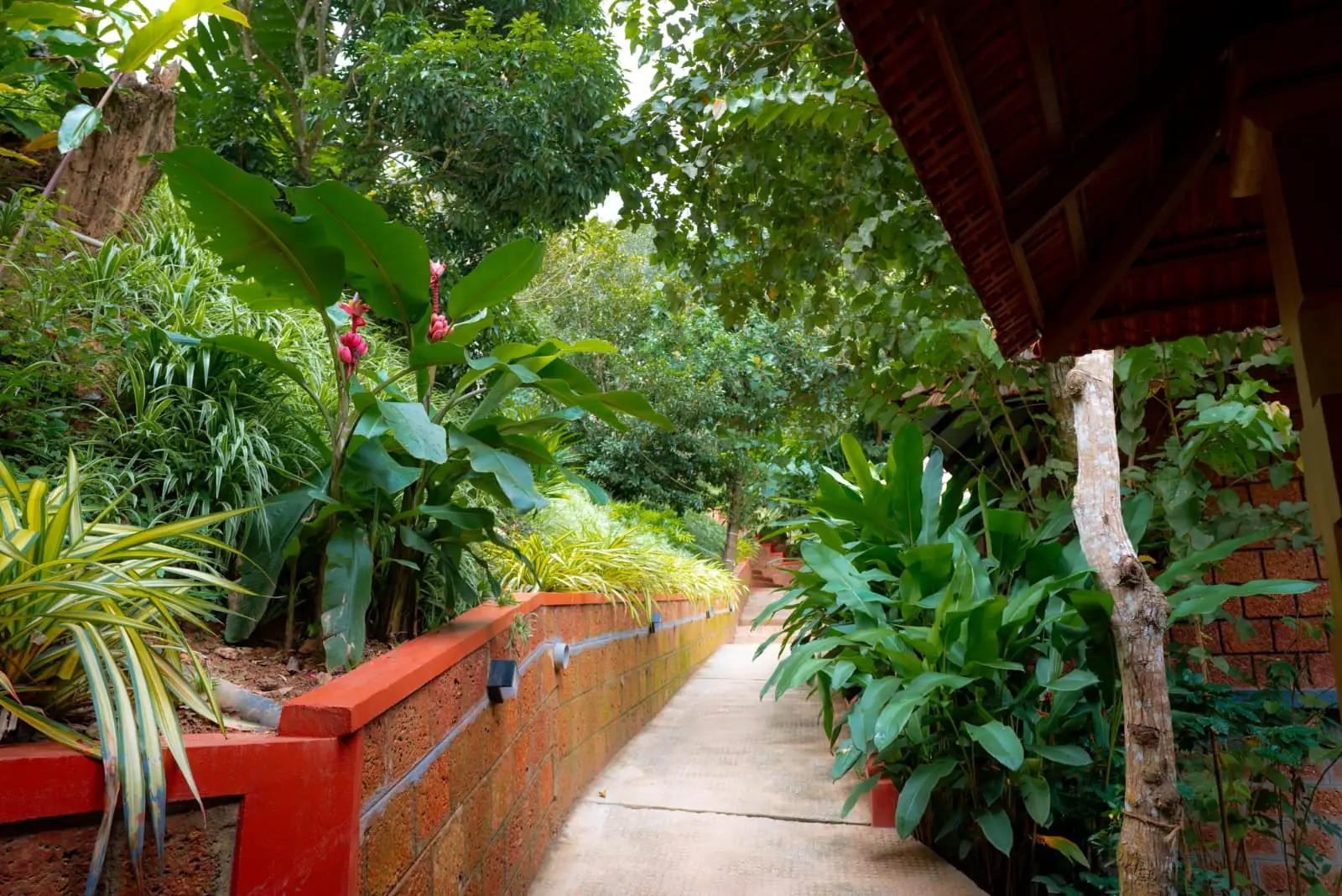 A paved path along a red laterite wall beside a cottage, lush planting on both sides