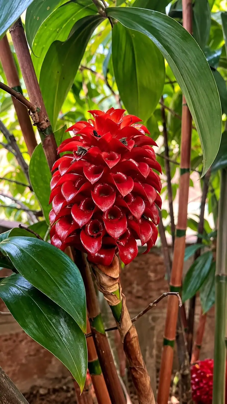 A cone of glossy scarlet bracts among long dark leaves and bamboo-like canes