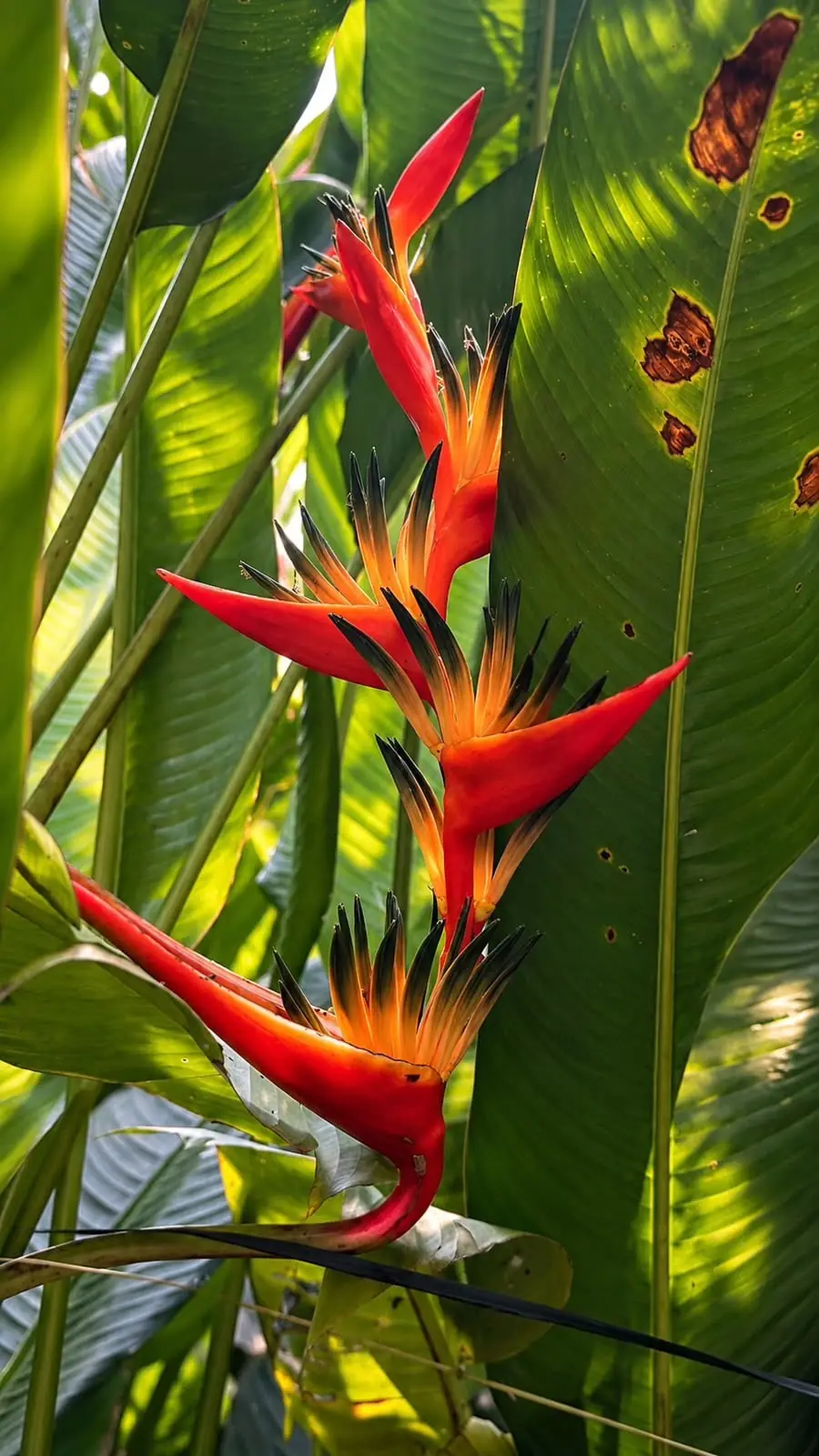 Red and orange beak-shaped flowers hanging between broad, sunlit leaves