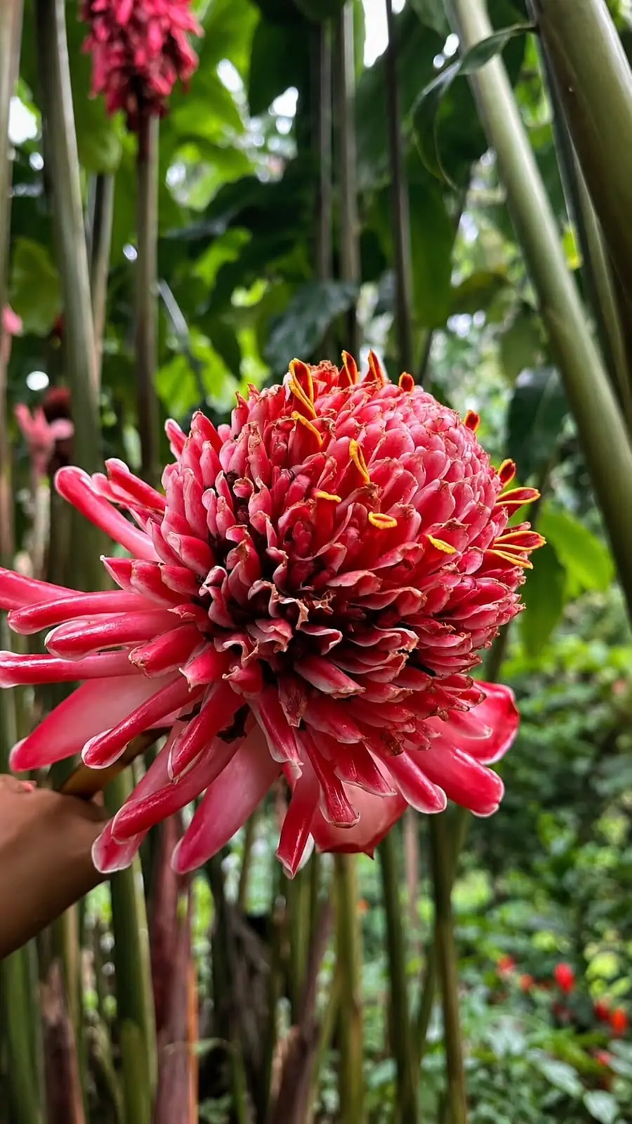 Close-up of a large pink-red flower head made of layered waxy petals, held up against tall green stems