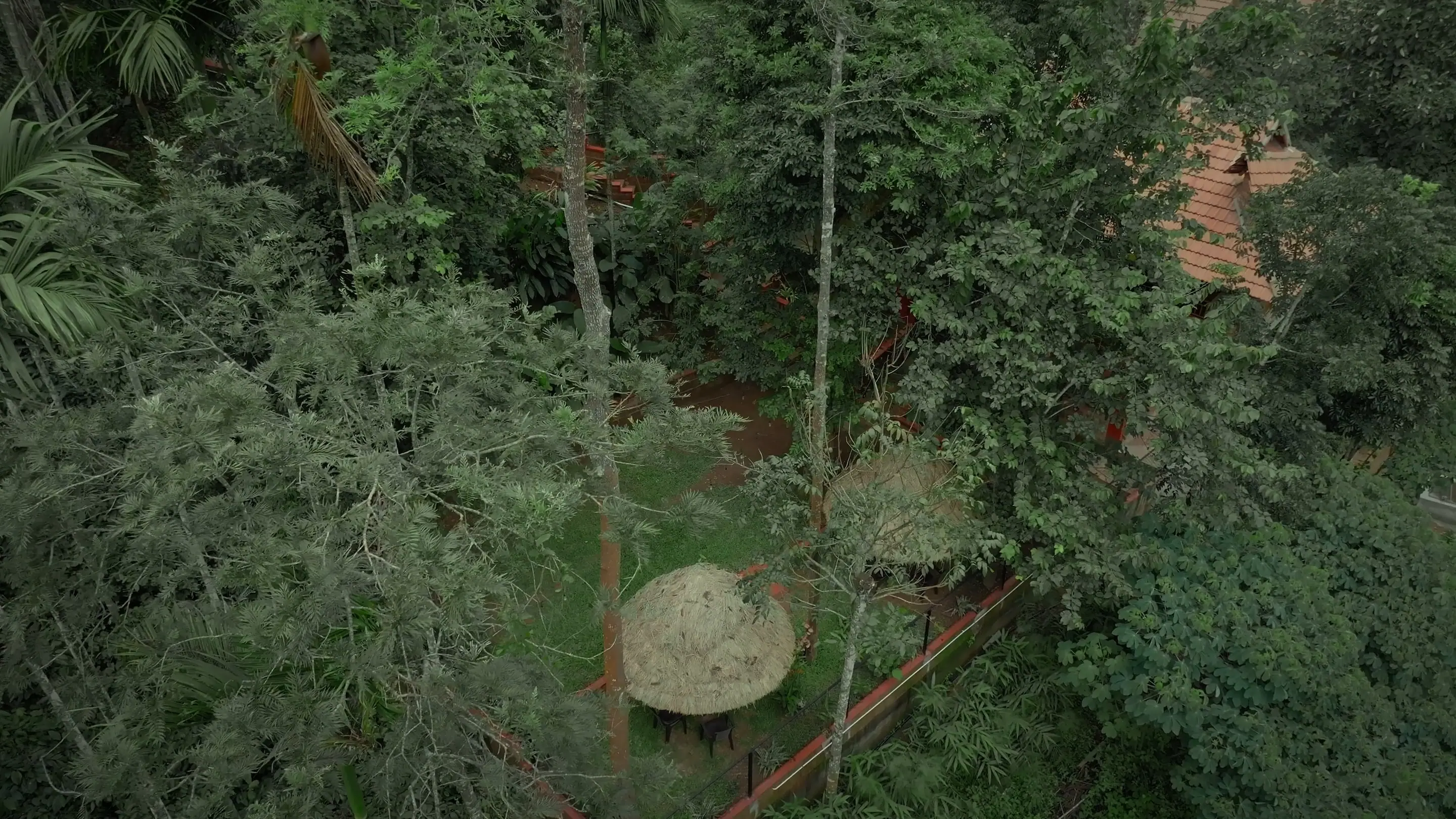 Looking straight down into the forest canopy, a thatched gazebo just visible among the trees