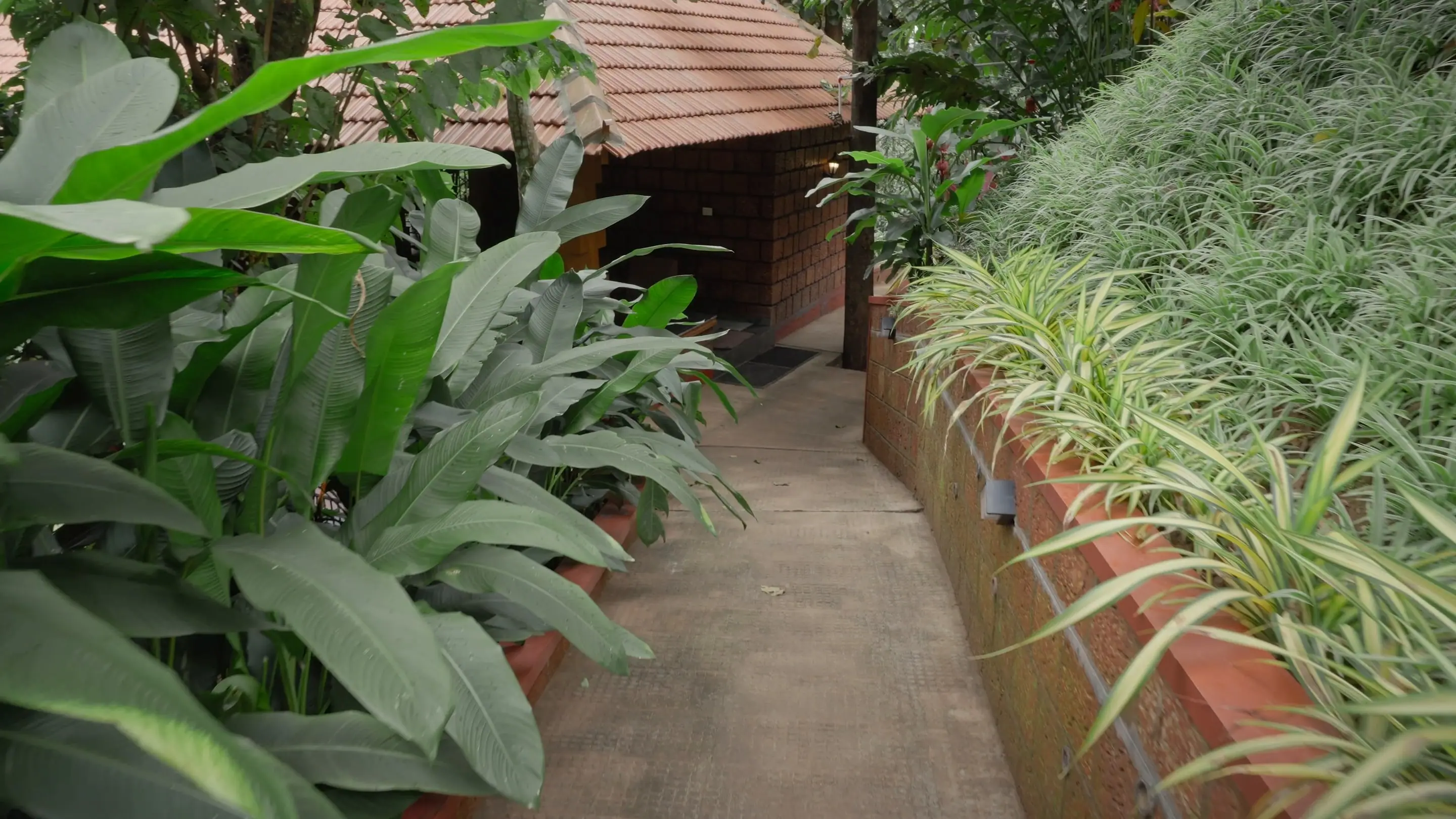 A path between broad-leaved plants and a laterite wall, early in the day