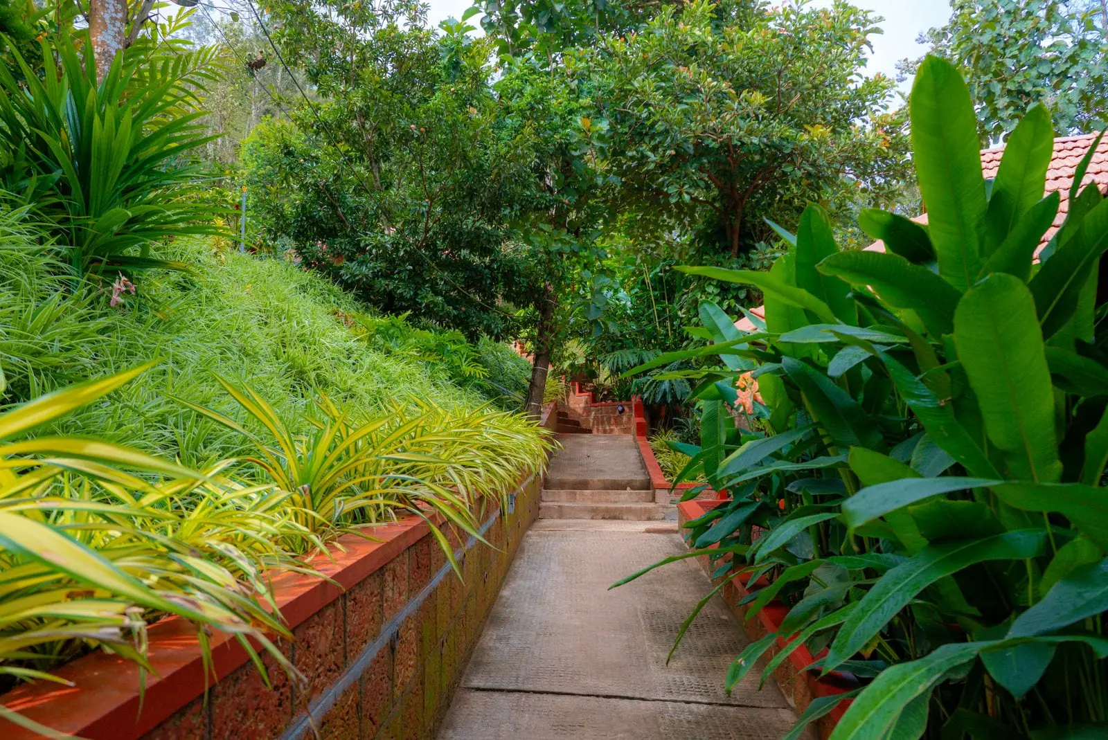 A garden path climbing a slope between tall trees
