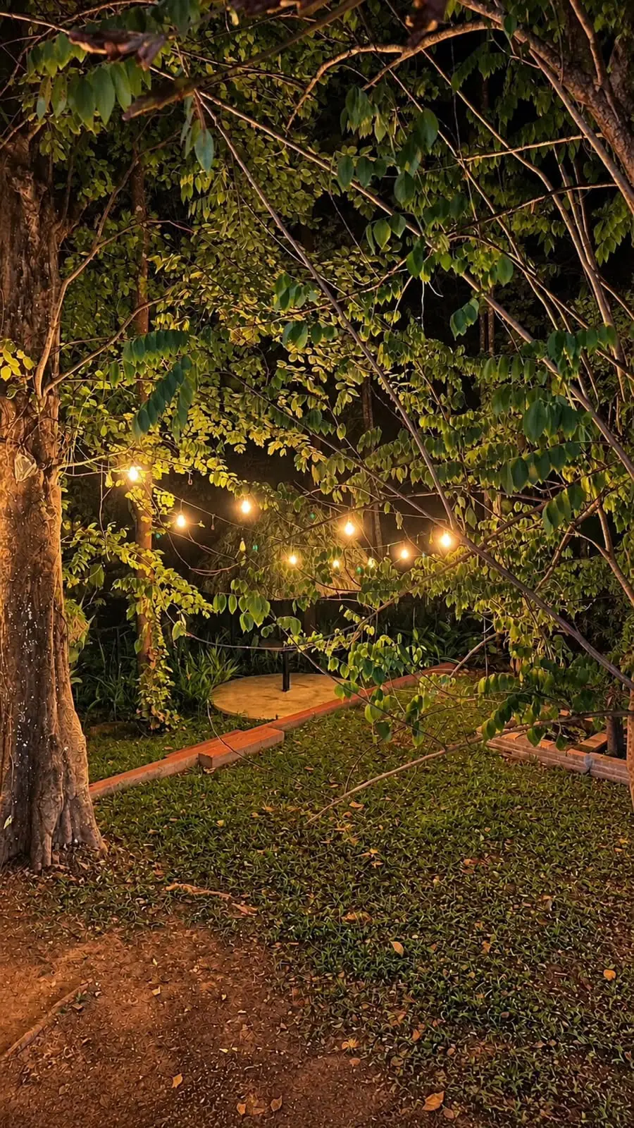 The lawn after dark, string lights glowing through the leaves above a round gazebo base