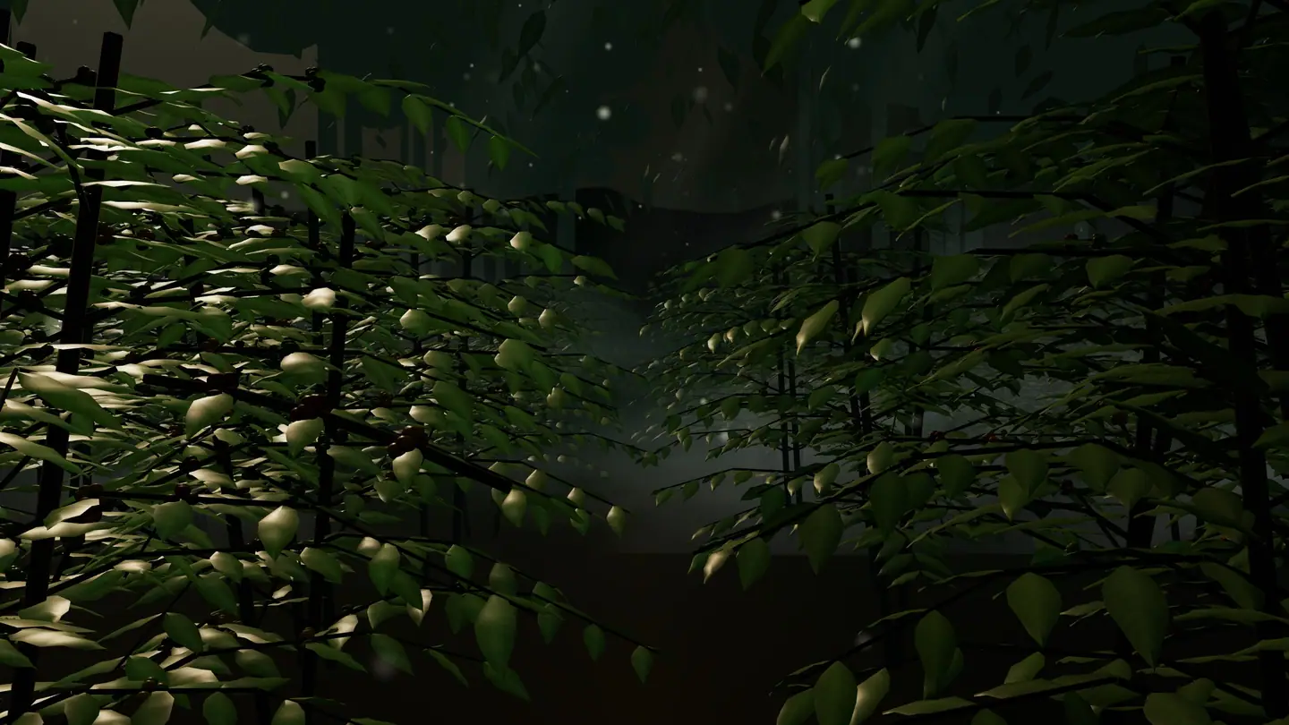 Rows of coffee bushes in a misty grove at first light