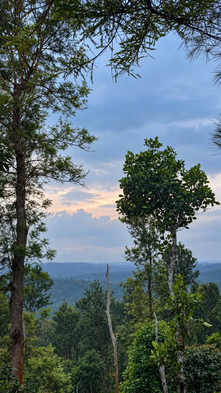 Trees silhouetted against layers of hills at sunset in South Coorg