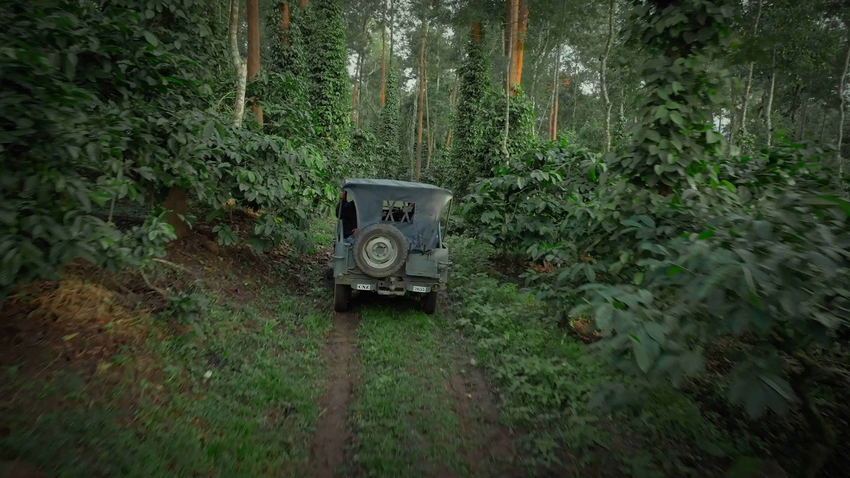 The estate jeep on a grassy track, coffee bushes on both sides under tall shade trees