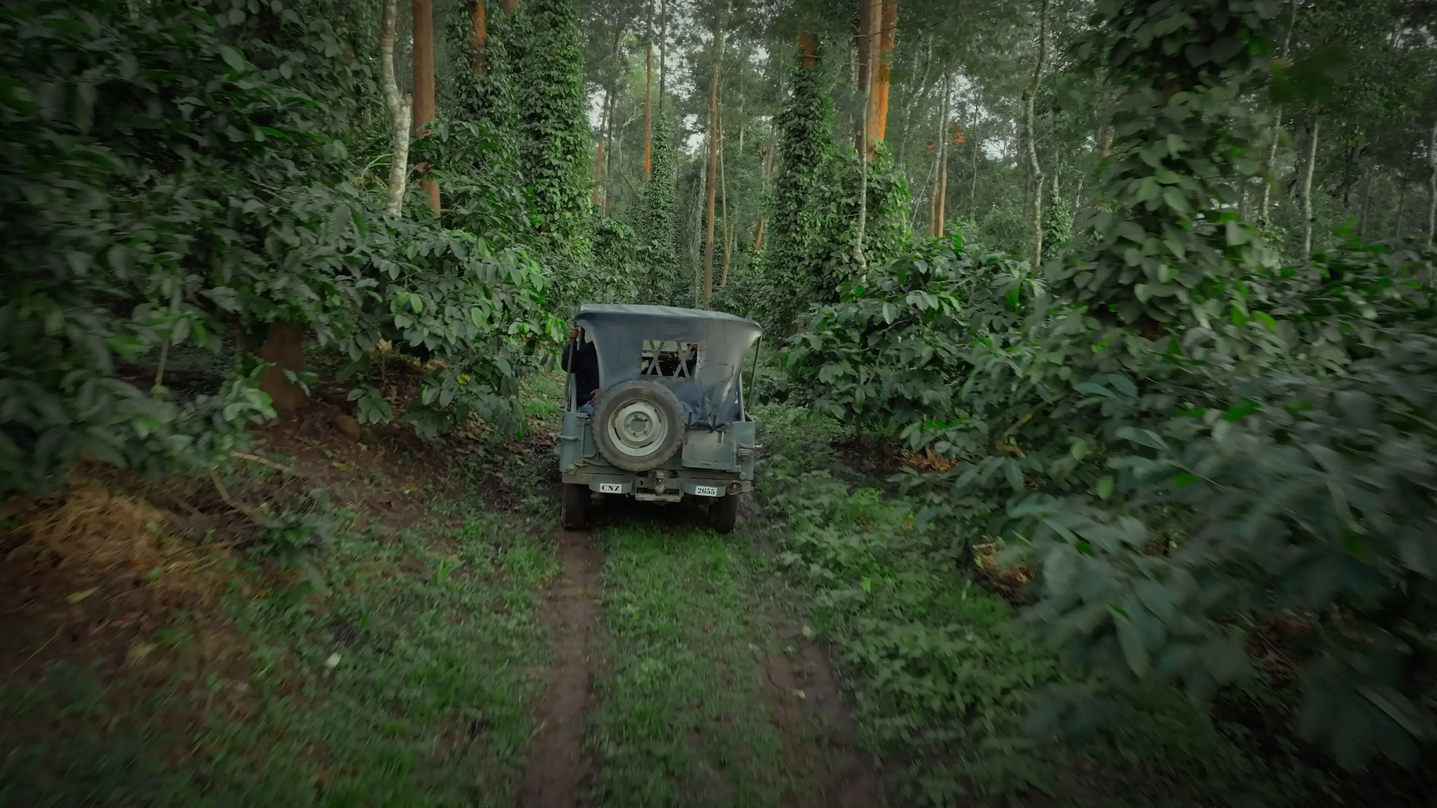 The estate jeep on a green track through the coffee, tall shade trees overhead