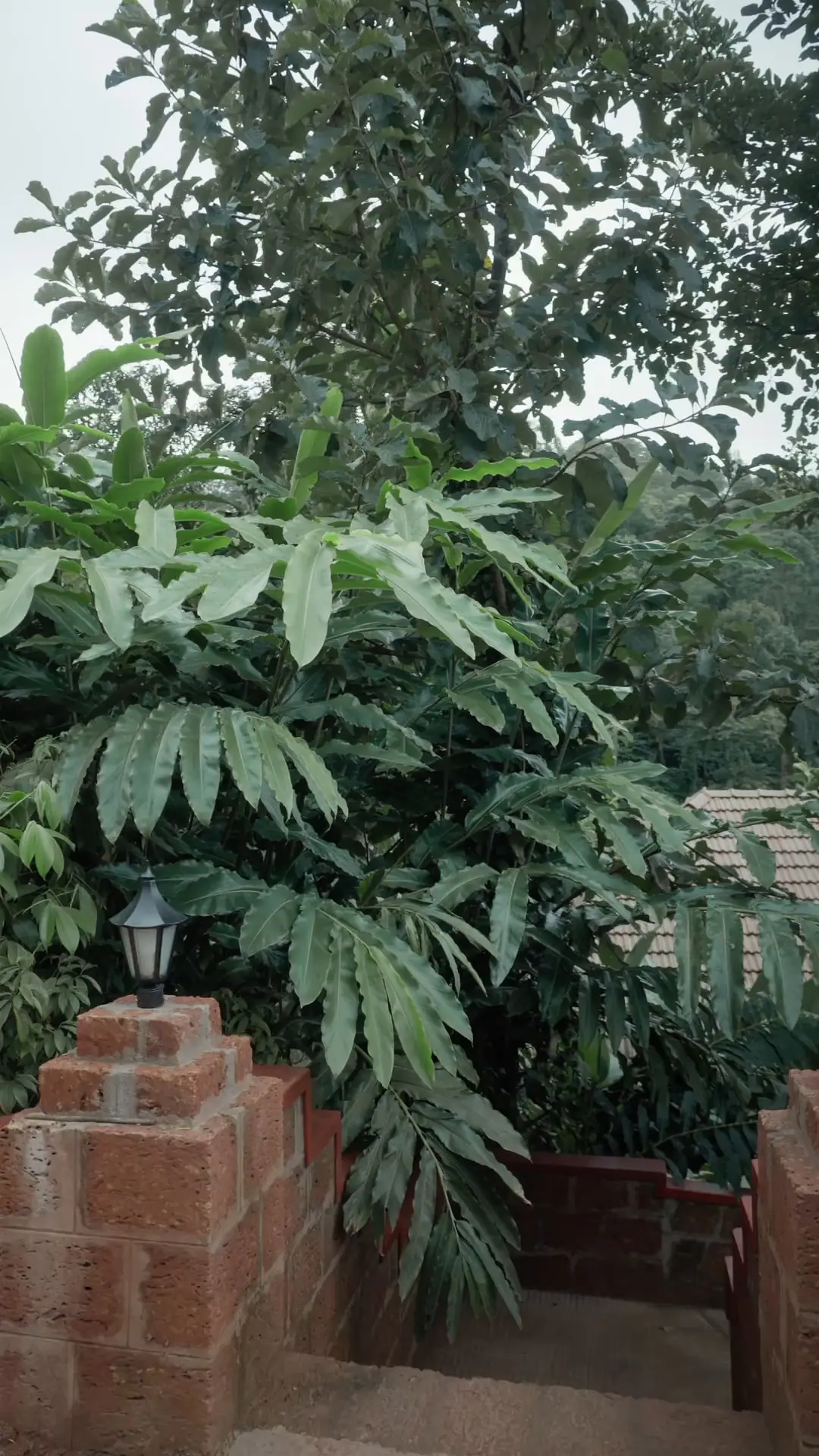 A lamp on a laterite planter under big green leaves