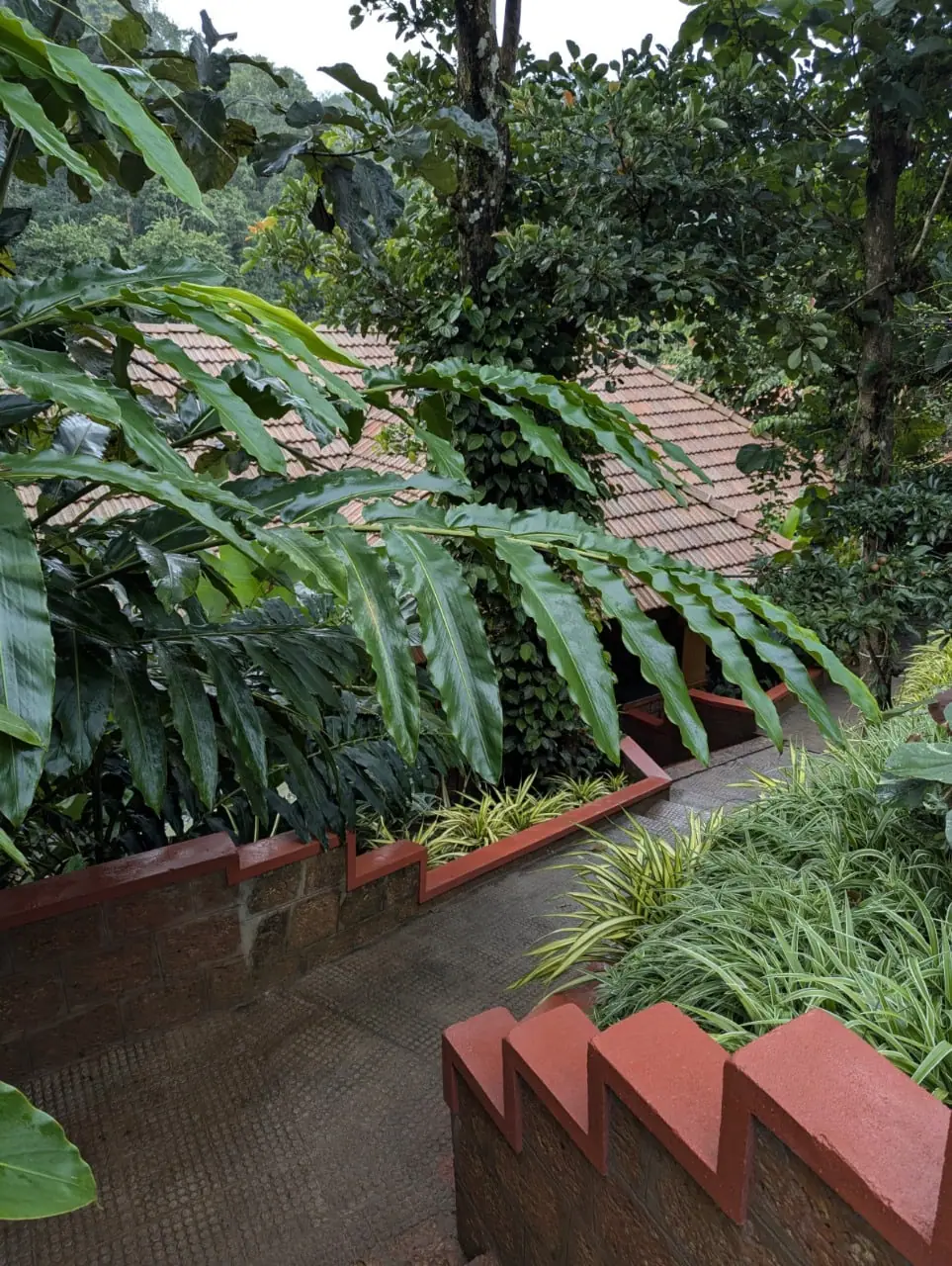 Big leaves arching over a clay-tiled roof at the edge of the canopy