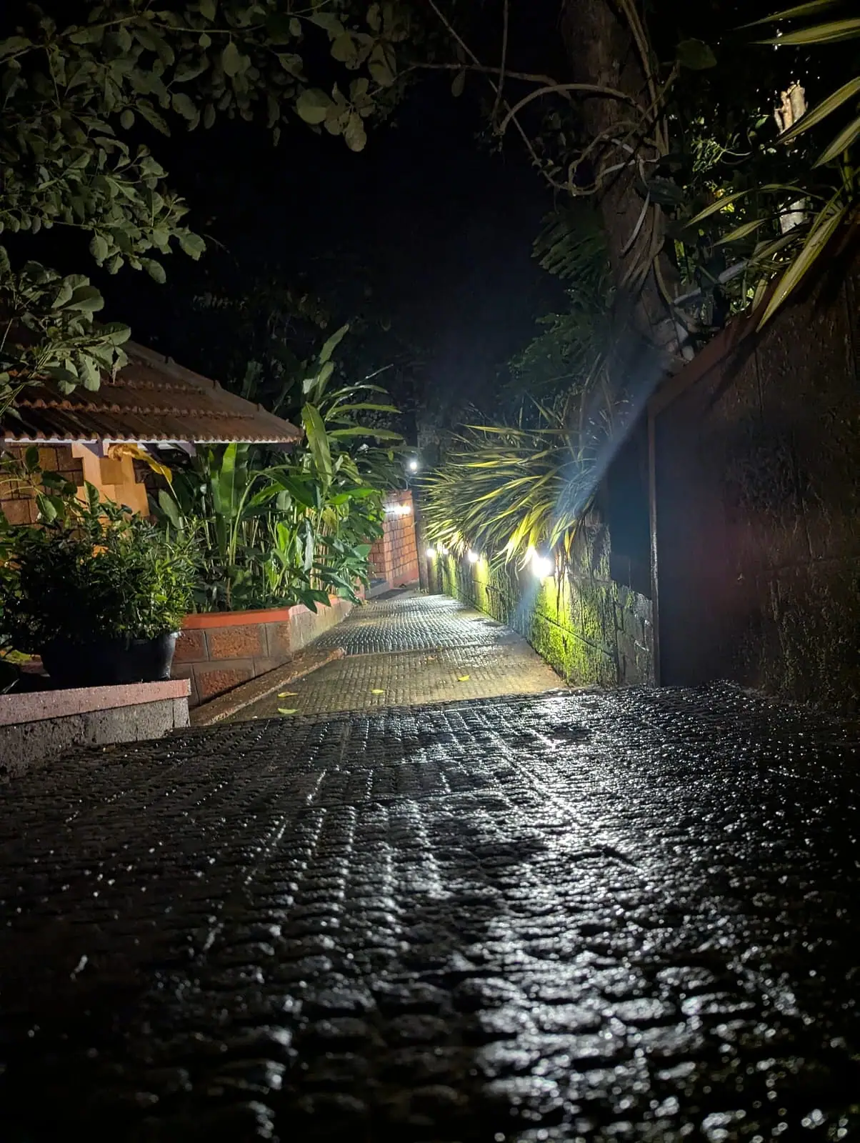 The lamp-lit path between the cottages at night, with the trees dark above it