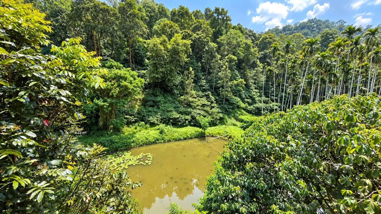 The estate pond, lily pads at one edge, ringed by dense forest and a stand of tall palms